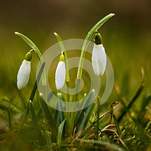 Beautiful snowdrops blooming in the fresh grass. Springtime scenery