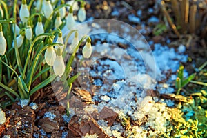 Beautiful snowdrops on bokeh background in sunny spring forest under sunbeams. Easter picture, first spring flowers