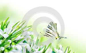 Beautiful snowdrops flower blossom and butterfly on white background. Spring nature. Greeting card template. Soft toned