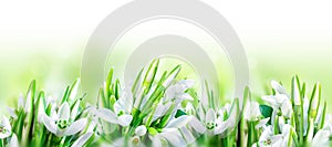 Beautiful snowdrops flower blossom isolated on white panorama background. Spring nature. Greeting card template. Soft toned