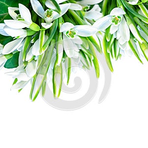 Beautiful snowdrops flower blossom isolated on white square background. Spring nature. Greeting card template. Soft toned