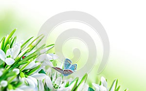 Beautiful snowdrops flower blossom, ladybug, butterfly close-up on white panorama background. Spring floral nature greeting card