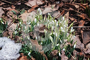 Beutiful first snowdrops closeup view. Spring landscape.Melting snow