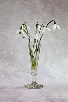 Beautiful snowdrops in glass vase . Springtime still life