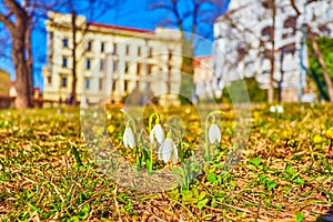 Beautiful snowdrops on the grass of Denis Gadens in Brno, Czech Republic