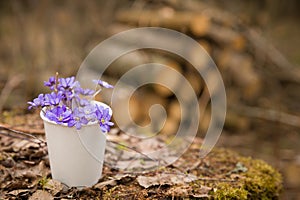 Beautiful snowdrops in a paper cup on old wood background. first spring flowers in a forest. Wild flowers on wooden