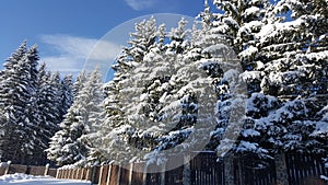 Beautiful snowfall with forest trees and blue sky