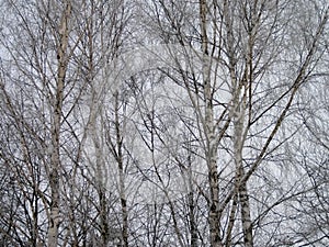 Snowy birch tree in winter, Lithuania
