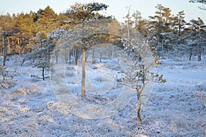 Snowy bog grown by pine trees and moorland vegetation covered by shiny frost and surrounded by frozen ponds on sunny winter day photo