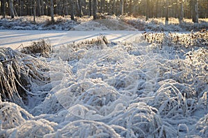 Moorland sedge covered by frost with the frozen pond and pine trees in the background lit by the sun photo