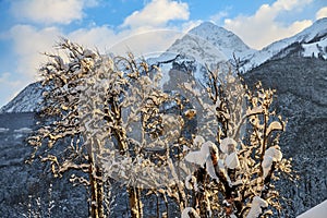 Beautiful snowy Caucasus mountain peak and blue sky scenic winter landscape with a snow covered tree