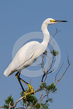 Beautiful Snowy Egret balancing in the tree top