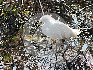 Beautiful Snowy Egret fishing in a small Florda gator pond with great patience.