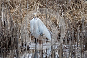 Beautiful Snowy Egret foraging in marsh with small fish in its beak