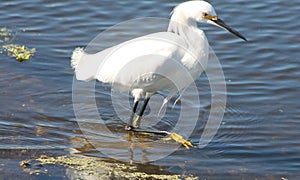 A beautiful Snowy Egret with his gorgeous \