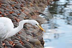 Beautiful Snowy Egret Walking Along Stones Looking For Small Fish