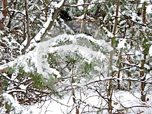 Beautiful   snowy  fir trees  in december forest