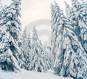 Beautiful snowy fir trees in frozen mountains landscape. Christmas background with tall spruce trees covered with snow in forest.