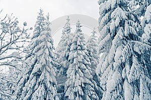 Beautiful snowy fir trees in frozen mountains landscape. Christmas background with tall spruce trees covered with snow in forest.