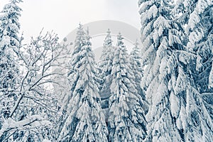 Beautiful snowy fir trees in frozen mountains landscape. Christmas background with tall spruce trees covered with snow in forest.