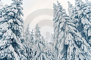 Beautiful snowy fir trees in frozen mountains landscape. Christmas background with tall spruce trees covered with snow in forest.