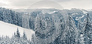 Beautiful snowy fir trees in frozen mountains landscape. Christmas background with tall spruce trees covered with snow in forest.