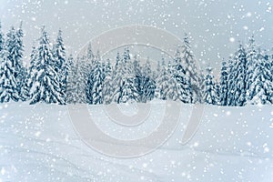 Beautiful snowy fir trees in frozen mountains landscape. Christmas background with tall spruce trees covered with snowflakes,
