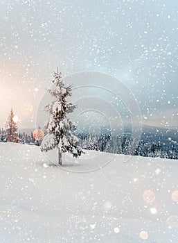 Beautiful snowy fir trees in frozen mountains landscape in sunset. Christmas background with tall spruce trees covered with