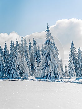 Beautiful snowy fir trees in frozen mountains landscape in sunset. Christmas background with tall spruce trees covered with snow.