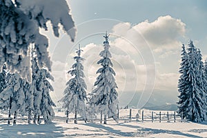 Beautiful snowy fir trees in frozen mountains landscape in sunset. Christmas background with tall spruce trees covered with snow.