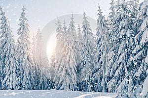 Beautiful snowy fir trees in frozen mountains landscape in sunset. Christmas background with tall spruce trees covered with snow.