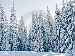 Beautiful snowy fir trees in frozen mountains landscape in sunset. Christmas background with tall spruce trees covered with snow.