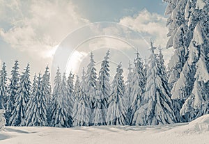 Beautiful snowy fir trees in frozen mountains landscape in sunset. Christmas background with tall spruce trees covered with snow.