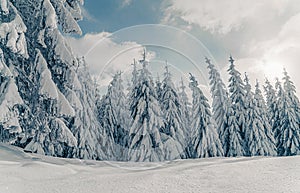 Beautiful snowy fir trees in frozen mountains landscape in sunset. Christmas background with tall spruce trees covered with snow.