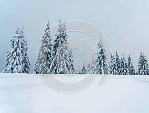 Beautiful snowy fir trees in frozen mountains landscape in sunset. Christmas background with tall spruce trees covered with snow.