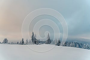 Beautiful snowy fir trees in frozen mountains landscape in sunset. Christmas background with tall spruce trees covered with snow.