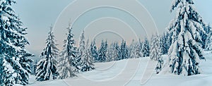 Beautiful snowy fir trees in frozen mountains landscape in sunset. Christmas background with tall spruce trees covered with snow.