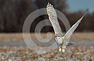 Beautiful snowy owl flying over the field