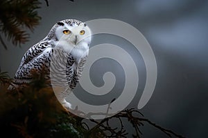 Beautiful snowy owl on tree branch at a stormy day. Amazing Wildlife. Generative Ai