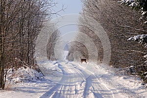 Beautiful snowy road in Lithuania.A young roe deer by the forest.