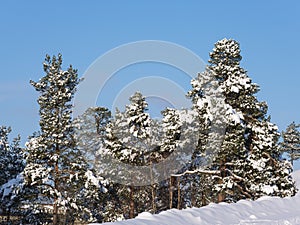 Beautiful snowy and tranquil winter scene with untouched snowbanks and pine trees