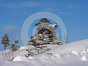 Beautiful snowy and tranquil winter scene with untouched snowbanks and pine trees