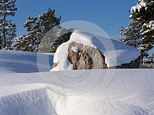 Beautiful snowy and tranquil winter scene with untouched snowbanks and pine trees. A closeup of a large block of granite