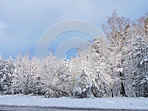 Beautiful snowy trees