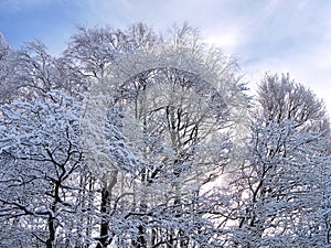 Beautiful snowy trees