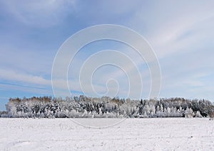 Beautiful snowy trees