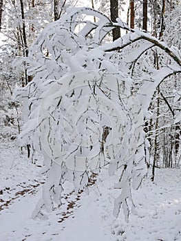 Beautiful snowy trees