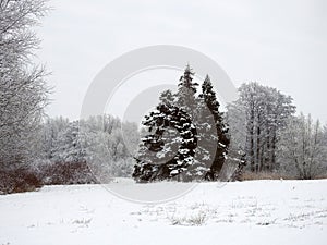 Beautiful snowy trees , Lithuania