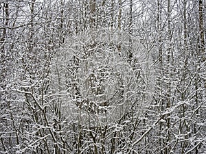 Beautiful snowy trees, Lithuania