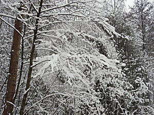 Beautiful snowy trees, Lithuania